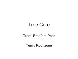 Tree Care Tree:  Bradford Pear Term: Root zone 