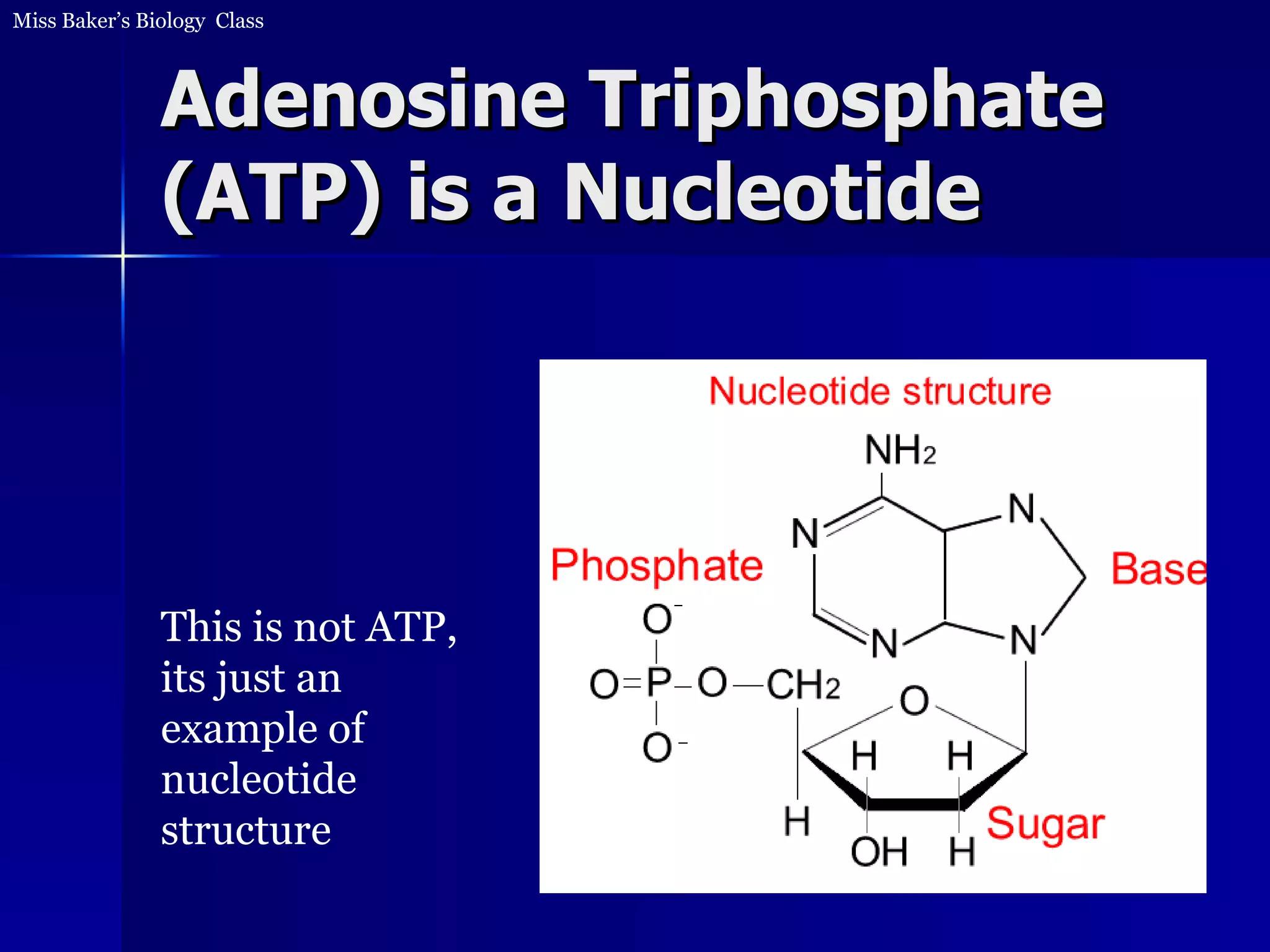 Adenosine Triphosphate (ATP) is a Nucleotide This is not ATP, its just an example of nucleotide structure 