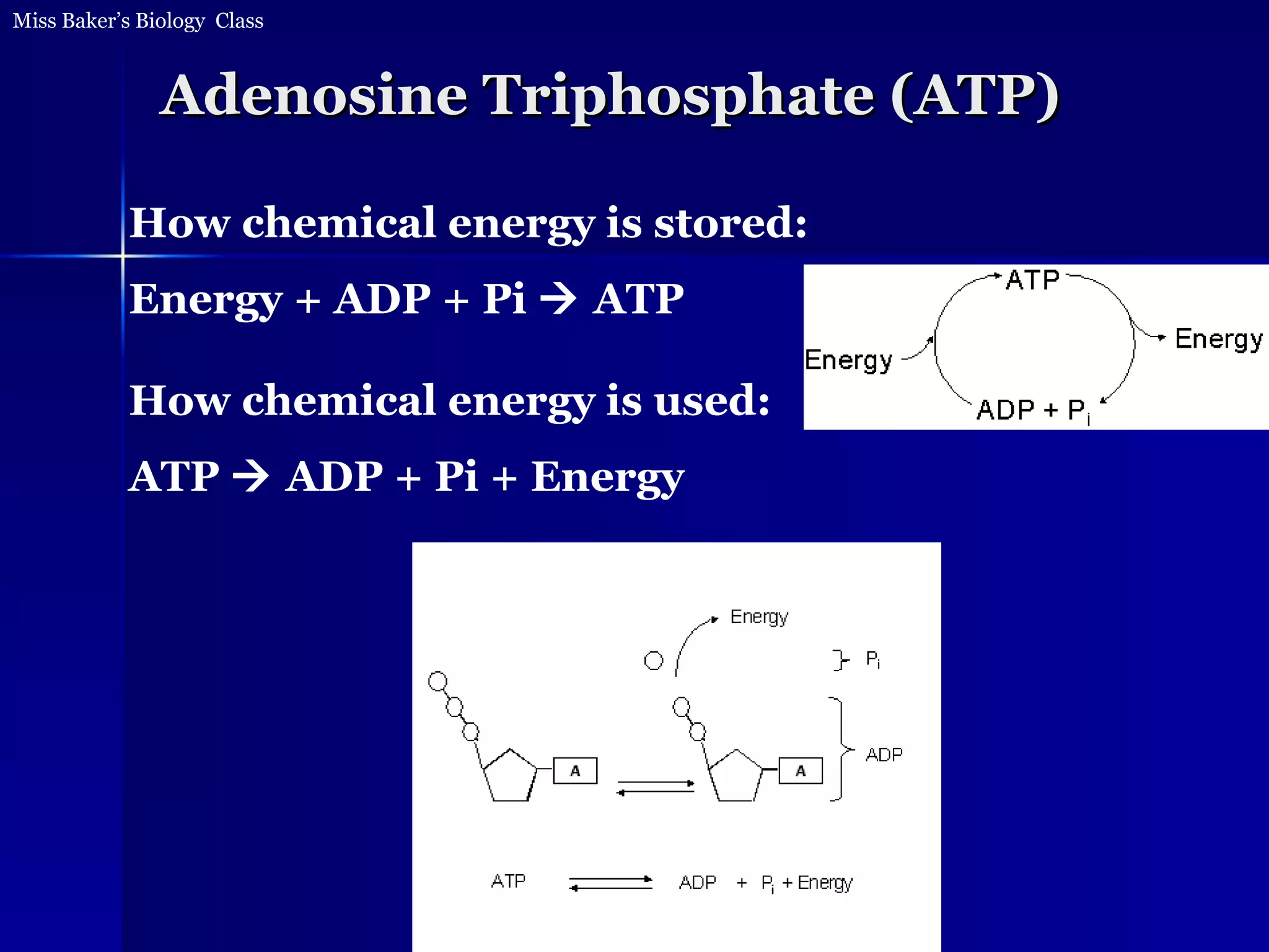 Adenosine Triphosphate (ATP) How chemical energy is stored: Energy + ADP + Pi    ATP How chemical energy is used: ATP    ADP + Pi + Energy 