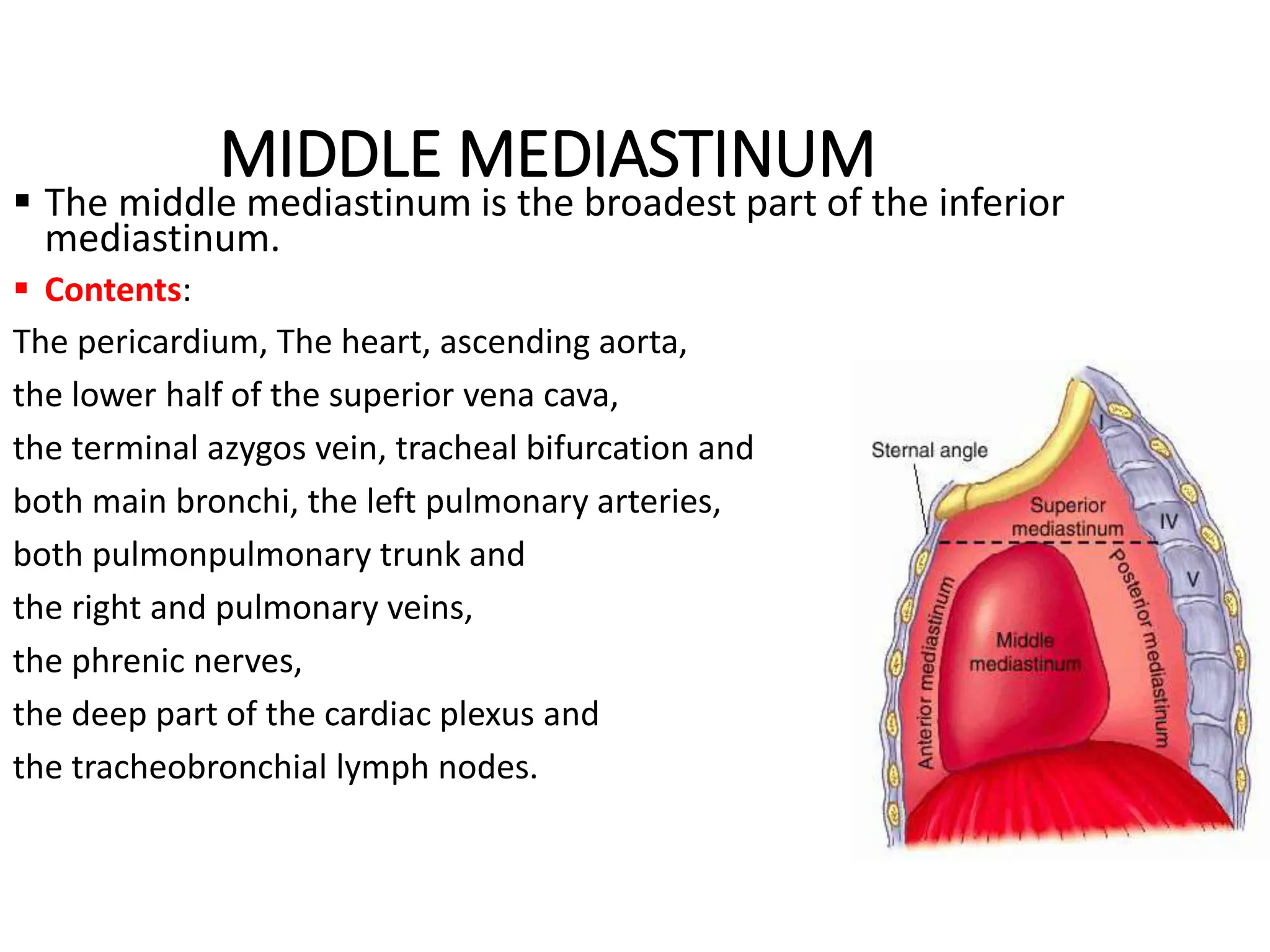10. ANATOMY OF THE MEDIASTINUM MATERIAL.pptx | Death, Injury, or ...