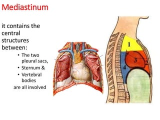 Central Structures 10. ANATOMY OF THE MEDIASTINUM MATERIAL.pptx