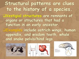 10. Evidence of Evolution.pptx Fossils, comparative | PPTX