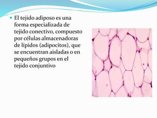  El tejido adiposo es una
forma especializada de
tejido conectivo, compuesto
por células almacenadoras
de lípidos (adipocitos), que
se encuentran aisladas o en
pequeños grupos en el
tejido conjuntivo
 