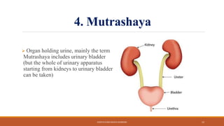 4. Mutrashaya
 Organ holding urine, mainly the term
Mutrashaya includes urinary bladder
(but the whole of urinary apparatus
starting from kidneys to urinary bladder
can be taken)
KOSHTA EVAM ASHAYA SHAREERA 12
 