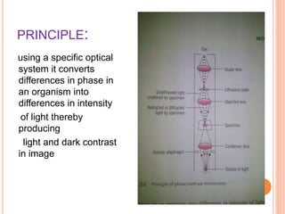 PRINCIPLE:
using a specific optical
system it converts
differences in phase in
an organism into
differences in intensity
of light thereby
producing
light and dark contrast
in image
 