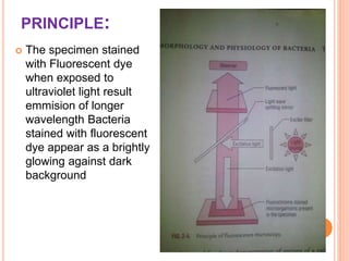 PRINCIPLE:
 The specimen stained
with Fluorescent dye
when exposed to
ultraviolet light result
emmision of longer
wavelength Bacteria
stained with fluorescent
dye appear as a brightly
glowing against dark
background
 