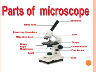Eyepiece
Body Tube
Revolving Nosepiece
Arm
Objective Lens
Stage
Stage
Clips Coarse Focus
Fine Focus
Base
Diaphragm
Light
 