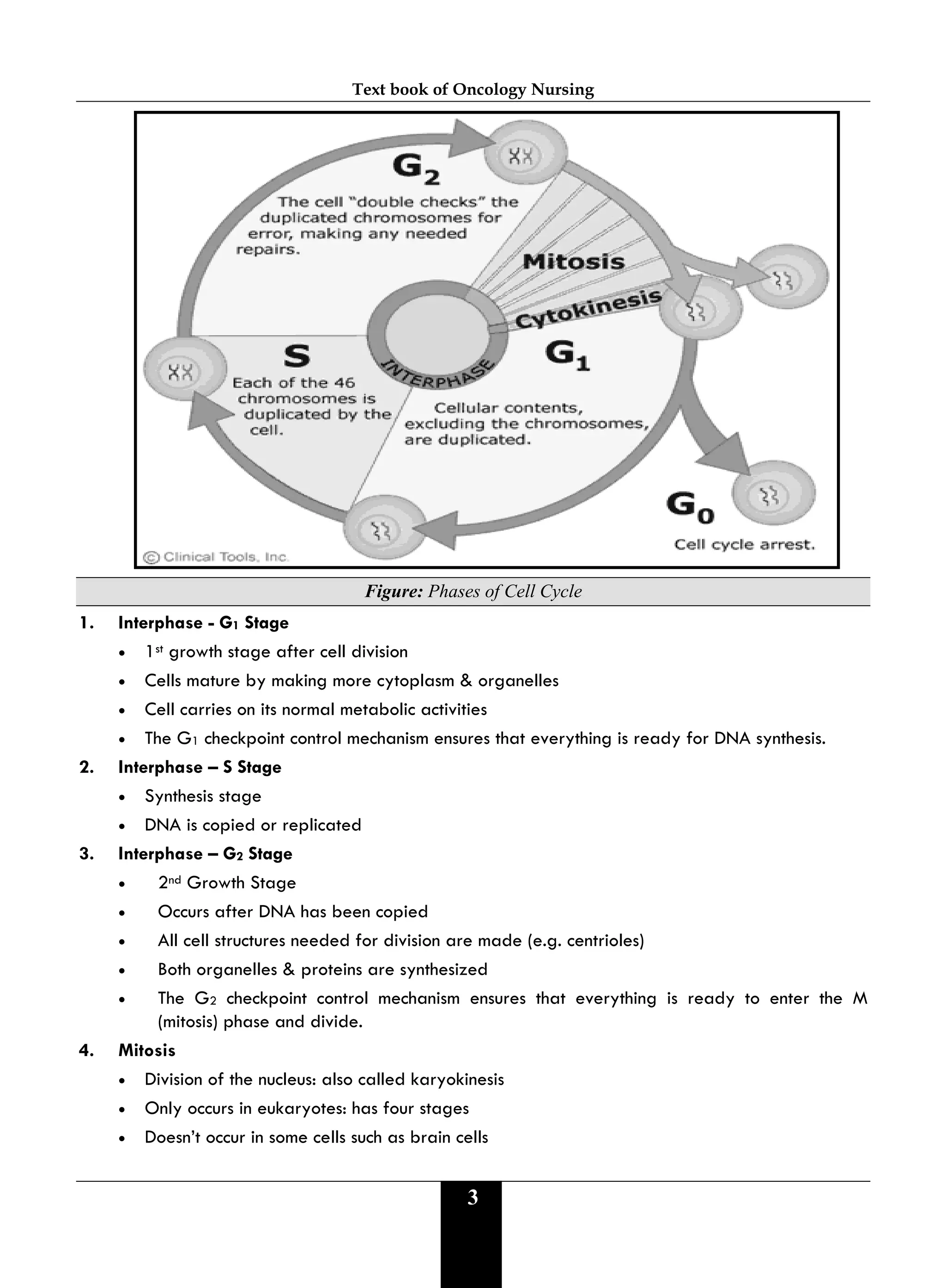 Text book of Oncology Nursing
3
Figure: Phases of Cell Cycle
1. Interphase - G1 Stage
• 1st growth stage after cell division
• Cells mature by making more cytoplasm & organelles
• Cell carries on its normal metabolic activities
• The G1 checkpoint control mechanism ensures that everything is ready for DNA synthesis.
2. Interphase – S Stage
• Synthesis stage
• DNA is copied or replicated
3. Interphase – G2 Stage
• 2nd Growth Stage
• Occurs after DNA has been copied
• All cell structures needed for division are made (e.g. centrioles)
• Both organelles & proteins are synthesized
• The G2 checkpoint control mechanism ensures that everything is ready to enter the M
(mitosis) phase and divide.
4. Mitosis
• Division of the nucleus: also called karyokinesis
• Only occurs in eukaryotes: has four stages
• Doesn’t occur in some cells such as brain cells
 