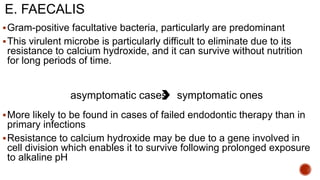 E. FAECALIS
Gram-positive facultative bacteria, particularly are predominant
This virulent microbe is particularly difficult to eliminate due to its
resistance to calcium hydroxide, and it can survive without nutrition
for long periods of time.
More likely to be found in cases of failed endodontic therapy than in
primary infections
Resistance to calcium hydroxide may be due to a gene involved in
cell division which enables it to survive following prolonged exposure
to alkaline pH
asymptomatic cases symptomatic ones
 