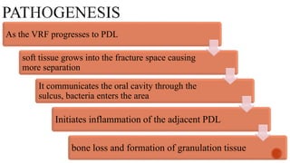 As the VRF progresses to PDL
soft tissue grows into the fracture space causing
more separation
It communicates the oral cavity through the
sulcus, bacteria enters the area
Initiates inflammation of the adjacent PDL
bone loss and formation of granulation tissue
 