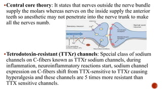 Central core theory: It states that nerves outside the nerve bundle
supply the molars whereas nerves on the inside supply the anterior
teeth so anesthetic may not penetrate into the nerve trunk to make
all the nerves numb.
Tetrodotoxin-resistant (TTXr) channels: Special class of sodium
channels on C-fibers known as TTXr sodium channels, during
inflammation, neuroinflammatory reactions start, sodium channel
expression on C-fibers shift from TTX-sensitive to TTXr causing
hyperalgesia and these channels are 5 times more resistant than
TTX sensitive channels.
 