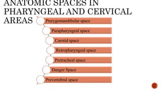 ANATOMIC SPACES IN
PHARYNGEAL AND CERVICAL
AREAS Pterygomandibular space
Parapharyngeal space
Carotid space
Retropharyngeal space
Pretracheal space
Danger Space
Prevertebral space
 