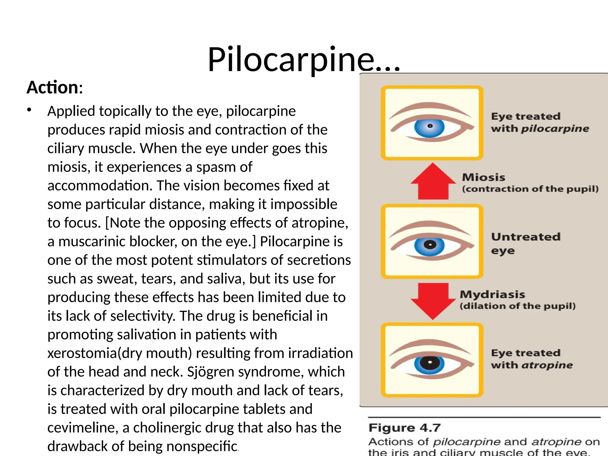 10. CHOLINERGIC PHARMACOLOGY.pptx classes of drugs examples, mechanism ...
