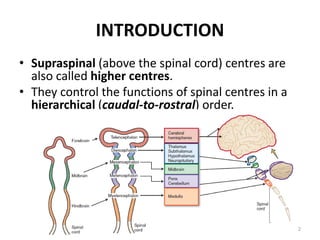 INTRODUCTION
• Supraspinal (above the spinal cord) centres are
also called higher centres.
• They control the functions of spinal centres in a
hierarchical (caudal-to-rostral) order.
2
 