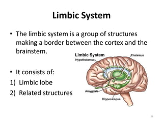 Limbic System
• The limbic system is a group of structures
making a border between the cortex and the
brainstem.
• It consists of:
1) Limbic lobe
2) Related structures
36
 