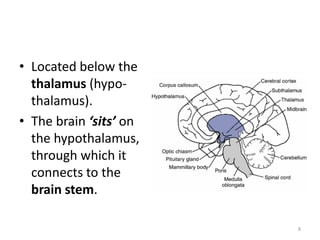 • Located below the
thalamus (hypo-
thalamus).
• The brain ‘sits’ on
the hypothalamus,
through which it
connects to the
brain stem.
8
 