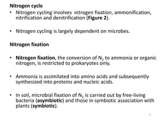 Nitrogen cycle
• Nitrogen cycling involves nitrogen fixation, ammonification,
nitrification and denitrification (Figure 2).
• Nitrogen cycling is largely dependent on microbes.
Nitrogen fixation
• Nitrogen fixation, the conversion of N2 to ammonia or organic
nitrogen, is restricted to prokaryotes only.
• Ammonia is assimilated into amino acids and subsequently
synthesized into proteins and nucleic acids.
• In soil, microbial fixation of N2 is carried out by free-living
bacteria (asymbiotic) and those in symbiotic association with
plants (symbiotic).
11
 