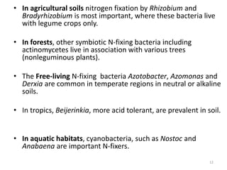 • In agricultural soils nitrogen fixation by Rhizobium and
Bradyrhizobium is most important, where these bacteria live
with legume crops only.
• In forests, other symbiotic N-fixing bacteria including
actinomycetes live in association with various trees
(nonleguminous plants).
• The Free-living N-fixing bacteria Azotobacter, Azomonas and
Derxia are common in temperate regions in neutral or alkaline
soils.
• In tropics, Beijerinkia, more acid tolerant, are prevalent in soil.
• In aquatic habitats, cyanobacteria, such as Nostoc and
Anabaena are important N-fixers.
12
 