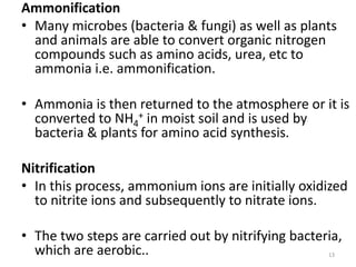 Ammonification
• Many microbes (bacteria & fungi) as well as plants
and animals are able to convert organic nitrogen
compounds such as amino acids, urea, etc to
ammonia i.e. ammonification.
• Ammonia is then returned to the atmosphere or it is
converted to NH4
+ in moist soil and is used by
bacteria & plants for amino acid synthesis.
Nitrification
• In this process, ammonium ions are initially oxidized
to nitrite ions and subsequently to nitrate ions.
• The two steps are carried out by nitrifying bacteria,
which are aerobic.. 13
 