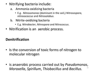 • Nitrifying bacteria include:
a. Ammonia-oxidizing bacteria
• E.g. Nitrosomonas (dominant in the soil,) Nitrosospora,
nitrosococcus and Nitrosolobus.
b. Nitrite-oxidizing bacteria
• E.g. Nitrobacter, Nitrospora and Nitrococcus.
• Nitrification is an aerobic process.
Denitrification
• Is the conversion of toxic forms of nitrogen to
molecular nitrogen
• is anaerobic process carried out by Pseudomonas,
Moraxella, Spirillum, Thiobacillus and Bacillus. 14
 