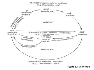 Figure 3. Sulfur cycle
17
 