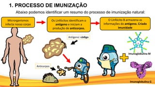 Microrganismos
infecta nosso corpo
A
Z
H
Os Linfócitos identificam o
antígeno e iniciam a
produção de anticorpos.
Imunoglobulina M
O Linfócito B armazena as
informações do antígeno. Criado
imunidade
Antígeno: código
Anticorpos
Imunoglobulina G
1. PROCESSO DE IMUNIZAÇÃO
Abaixo podemos identificar um resumo do processo de imunização natural:
 