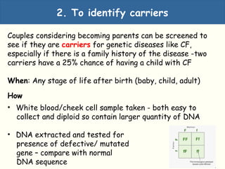 2. To identify carriers
Couples considering becoming parents can be screened to
see if they are carriers for genetic diseases like CF,
especially if there is a family history of the disease -two
carriers have a 25% chance of having a child with CF
When: Any stage of life after birth (baby, child, adult)
How
• White blood/cheek cell sample taken - both easy to
collect and diploid so contain larger quantity of DNA
• DNA extracted and tested for
presence of defective/ mutated
gene – compare with normal
DNA sequence
 