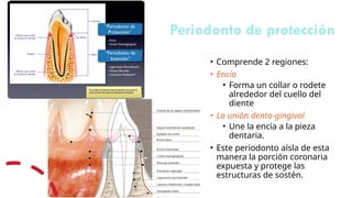 10.DESARROLLO DEL DIENTE.pptxembriologia | PPTX