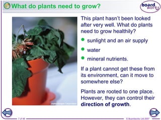 10. Plant Growth v1.0.ppt boardworks powerpoint | PPT