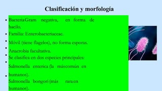 Clasificación y morfología
BacteriaGram negativa, en forma de
bacilo.
Familia: Enterobacteriaceae.
Móvil (tiene flagelos), no forma esporas.
Anaerobia facultativa.
Se clasifica en dos especies principales:
Salmonella enterica (la máscomún en
humanos).
Salmonella bongori(más raraen
humanos).
 