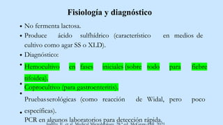 Fisiología y diagnóstico
No fermenta lactosa.
Produce ácido sulfhídrico (característico en medios de
cultivo como agar SS o XLD).
Diagnóstico:
Hemocultivo en fases iniciales (sobre todo para fiebre
tifoidea).
Coprocultivo (para gastroenteritis).
Pruebasserológicas (como reacción de Widal, pero poco
específicas).
PCR en algunos laboratorios para detección rápida.
 