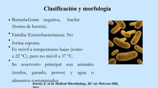 BacteriaGram negativa, bacilar
(forma de bastón).
Familia: Enterobacteriaceae. No
forma esporas.
Es móvil a temperaturas bajas (como
a 22 °C), pero no móvil a 37 °C.
Su reservorio principal son animales
(cerdos, ganado, perros) y agua o
alimentos contaminados.
Clasificación y morfología
Jawetz, E. et al. Medical Microbiology, 28.ª ed. McGraw-Hill,
 