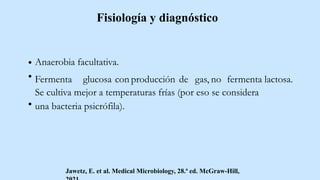 Fisiología y diagnóstico
Anaerobia facultativa.
Fermenta glucosa con producción de gas, no fermenta lactosa.
Se cultiva mejor a temperaturas frías (por eso se considera
una bacteria psicrófila).
Jawetz, E. et al. Medical Microbiology, 28.ª ed. McGraw-Hill,
 