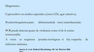 Diagnóstico:
Coprocultivo en medios especiales (como CIN, agar selectivo).
Pruebasbioquímicas para diferenciarlade otras enterobacterias.
PCR puede detectar genes de virulencia como el de la toxina
termoestable.
A veces se requieren pruebasserológicas si hay sospecha de
infección sistémica.
Jawetz, E. et al. Medical Microbiology, 28.ª ed. McGraw-Hill,
 