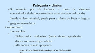 Patogenia y clínica
Se transmite por vía fecal-oral, a través de alimentos
contaminados (leche no pasteurizada, carne de cerdo mal cocida).
Invade el íleon terminal, puede pasar a placas de Peyer y luego a
ganglios mesentéricos.
Cuadro clínico:
Enterocolitis:
Fiebre, dolor abdominal (puede simular apendicitis),
diarrea con o sin sangre, vómito.
Más común en niños pequeños.
Jawetz, E. et al. Medical Microbiology, 28.ª ed. McGraw-Hill,
 