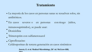 Tratamiento
La mayoría de los casos en personas sanas se resuelven solos, sin
antibióticos.
En casos severos o en personas con riesgo (niños,
inmunosuprimidos), se puede usar:
Doxiciclina
Trimetoprim con sulfametoxazol
Ciprofloxacino
Cefalosporinas de tercera generación en casos sistémicos
Jawetz, E. et al. Medical Microbiology, 28.ª ed. McGraw-Hill,
 