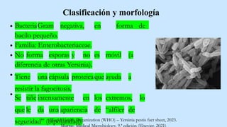 forma de
BacteriaGram negativa, en
bacilo pequeño.
Familia: Enterobacteriaceae.
No forma esporas y no es móvil (a
diferencia de otras Yersinia).
Tiene una cápsula proteicaque ayuda a
resistir la fagocitosis.
Se tiñe intensamente en los extremos, lo
que le da una apariencia de “alfiler de
seguridad” (bipolaridad).
Clasificación y morfología
World Health Organization (WHO) – Yersinia pestis fact sheet, 2023.
 