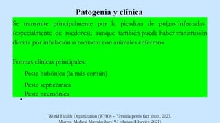 Patogenia y clínica
Se transmite principalmente por la picadura de pulgas infectadas
(especialmente de roedores), aunque también puede haber transmisión
directa por inhalación o contacto con animales enfermos.
Formas clínicas principales:
Peste bubónica (la más común)
Peste septicémica
Peste neumónica
World Health Organization (WHO) – Yersinia pestis fact sheet, 2023.
 
