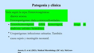 Patogenia y clínica
Varía según la cepa: Enterotoxigénicas:
diarrea acuosa.
Enteropatógenas: daño a microvellosidades.
riesgo de
Enterohemorrágicas: colitis hemorrágica,
síndrome urémico hemolítico.
Uropatógenas: infecciones urinarias. También
causa sepsis y meningitis neonatal.
Jawetz, E. et al. (2021). Medical Microbiology (28.ª ed.). McGraw-
 