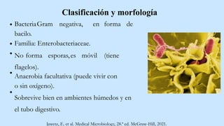 BacteriaGram negativa, en forma de
bacilo.
Familia: Enterobacteriaceae.
No forma esporas,es móvil (tiene
flagelos).
Anaerobia facultativa (puede vivir con
o sin oxígeno).
Sobrevive bien en ambientes húmedos y en
el tubo digestivo.
Clasificación y morfología
Jawetz, E. et al. Medical Microbiology, 28.ª ed. McGraw-Hill, 2021.
 
