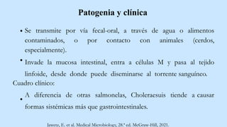 Patogenia y clínica
Se transmite por vía fecal-oral, a través de agua o alimentos
contaminados, o por contacto con animales (cerdos,
especialmente).
Invade la mucosa intestinal, entra a células M y pasa al tejido
linfoide, desde donde puede diseminarse al torrente sanguíneo.
Cuadro clínico:
A diferencia de otras salmonelas, Choleraesuis tiende a causar
formas sistémicas más que gastrointestinales.
Jawetz, E. et al. Medical Microbiology, 28.ª ed. McGraw-Hill, 2021.
 