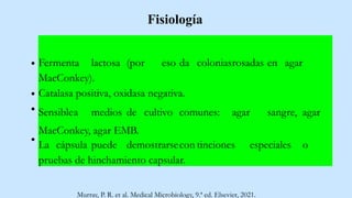 Fisiología
Fermenta lactosa (por eso da coloniasrosadas en agar
MacConkey).
Catalasa positiva, oxidasa negativa.
Sensiblea medios de cultivo comunes: agar sangre, agar
MacConkey, agar EMB.
La cápsula puede demostrarsecon tinciones especiales o
pruebas de hinchamiento capsular.
Murray, P. R. et al. Medical Microbiology, 9.ª ed. Elsevier, 2021.
 