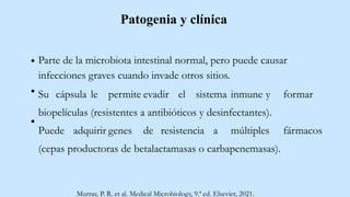 Patogenia y clínica
Parte de la microbiota intestinal normal, pero puede causar
infecciones graves cuando invade otros sitios.
Su cápsula le permite evadir el sistema inmune y formar
biopelículas (resistentes a antibióticos y desinfectantes).
Puede adquirir genes de resistencia a múltiples fármacos
(cepas productoras de betalactamasas o carbapenemasas).
Murray, P. R. et al. Medical Microbiology, 9.ª ed. Elsevier, 2021.
 