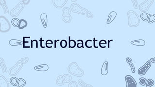 Enterobacter
 