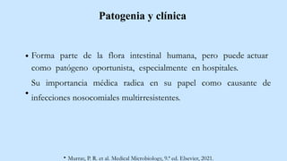 Patogenia y clínica
Forma parte de la flora intestinal humana, pero puede actuar
como patógeno oportunista, especialmente en hospitales.
Su importancia médica radica en su papel como causante de
infecciones nosocomiales multirresistentes.
Murray, P. R. et al. Medical Microbiology, 9.ª ed. Elsevier, 2021.
 