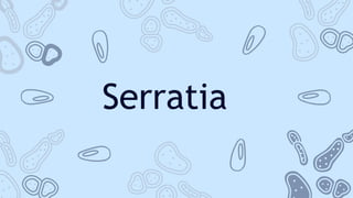 Serratia
 