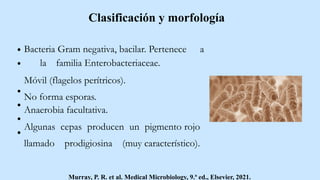 Clasificación y morfología
Bacteria Gram negativa, bacilar. Pertenece a
la familia Enterobacteriaceae.
Móvil (flagelos perítricos).
No forma esporas.
Anaerobia facultativa.
Algunas cepas producen un pigmento rojo
llamado prodigiosina (muy característico).
Murray, P. R. et al. Medical Microbiology, 9.ª ed., Elsevier, 2021.
 