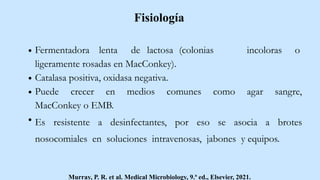 Fisiología
incoloras o
Fermentadora lenta de lactosa (colonias
ligeramente rosadas en MacConkey).
Catalasa positiva, oxidasa negativa.
Puede crecer en medios comunes como agar sangre,
MacConkey o EMB.
Es resistente a desinfectantes, por eso se asocia a brotes
nosocomiales en soluciones intravenosas, jabones y equipos.
Murray, P. R. et al. Medical Microbiology, 9.ª ed., Elsevier, 2021.
 