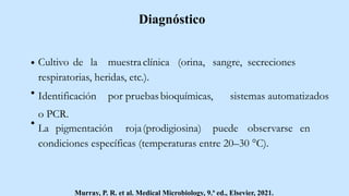 Diagnóstico
Cultivo de la muestraclínica (orina, sangre, secreciones
respiratorias, heridas, etc.).
Identificación por pruebasbioquímicas, sistemas automatizados
o PCR.
La pigmentación roja(prodigiosina) puede observarse en
condiciones específicas (temperaturas entre 20–30 °C).
Murray, P. R. et al. Medical Microbiology, 9.ª ed., Elsevier, 2021.
 