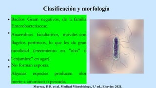 Clasificación y morfología
Bacilos Gram negativos, de la familia
Enterobacteriaceae.
Anaerobios facultativos, móviles con
flagelos perítricos, lo que les da gran
motilidad (crecimiento en "olas" o
“enjambre” en agar).
No forman esporas.
Algunas especies producen olor
fuerte a amoníaco o pescado.
Murray, P. R. et al. Medical Microbiology, 9.ª ed., Elsevier, 2021.
 